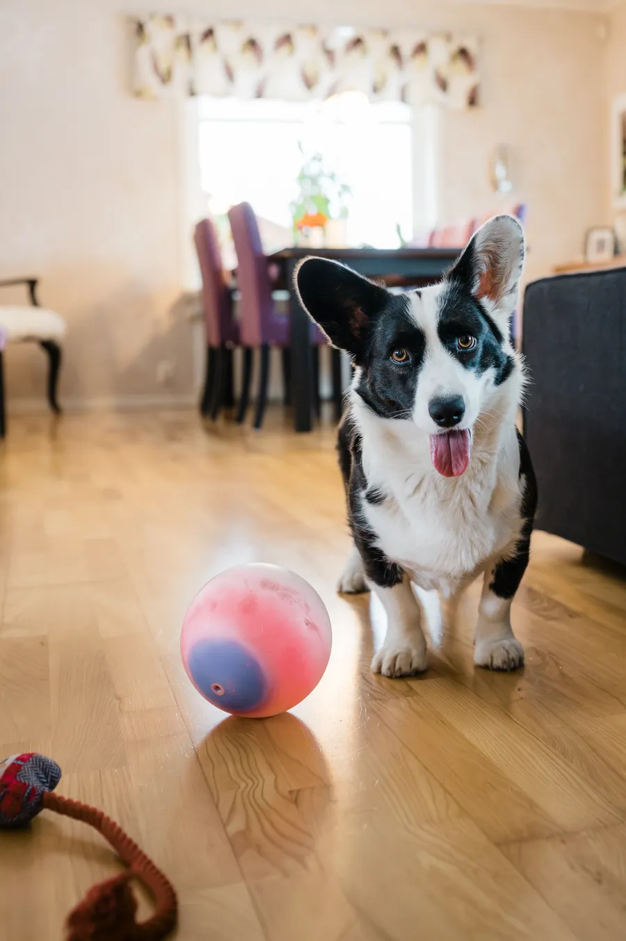 A black and white dog standing on top of a hard wood floor.