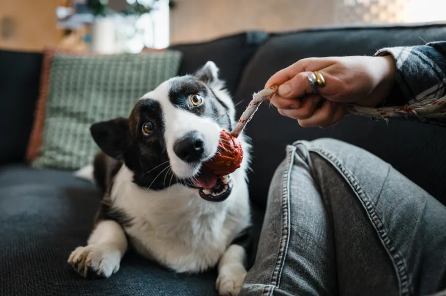 A dog sitting on a couch being fed by a person.